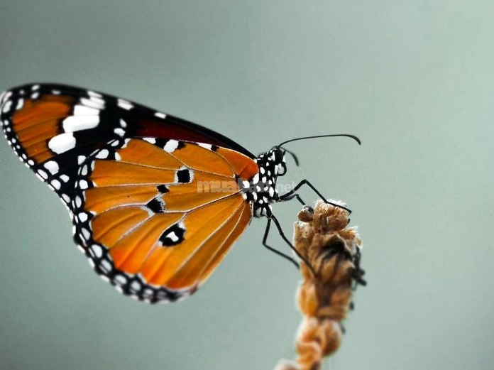 Ý nghĩa của việc bướm nâu bay vào nhà vào ban ngày