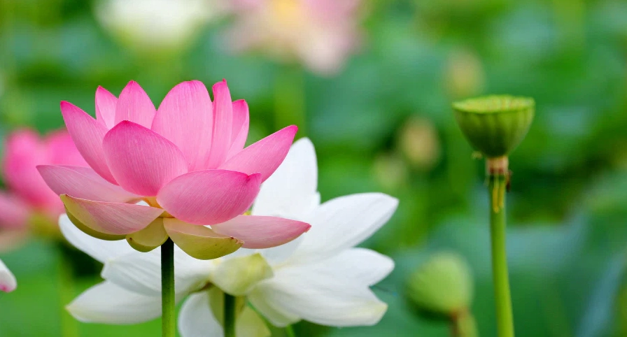 Ý nghĩa hoa sen trong văn hóa của các quốc gia