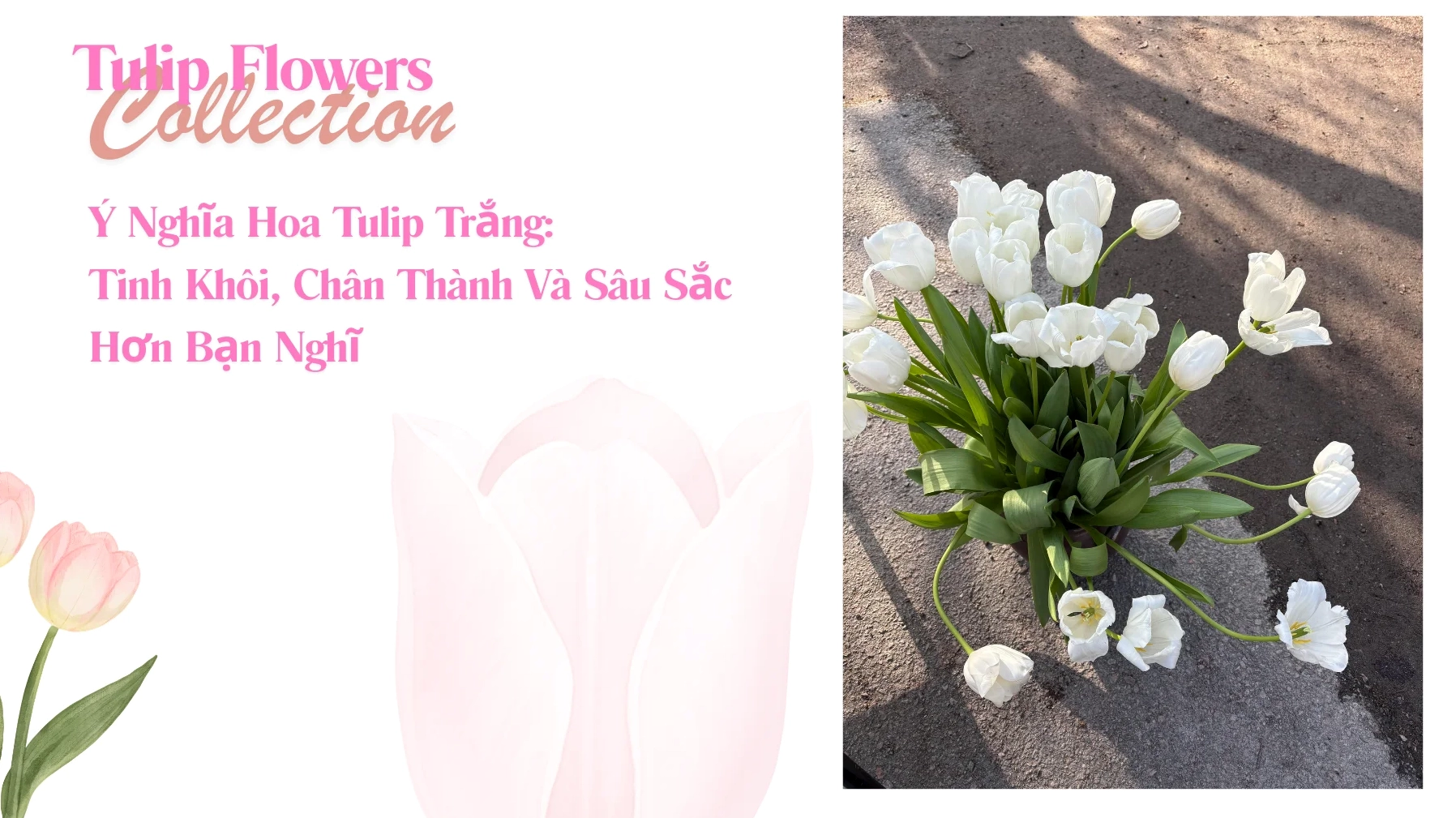 y-nghia-hoa-tulip-trang-bieu-tuong-cua-tinh-yeu-thuan-khiet_516