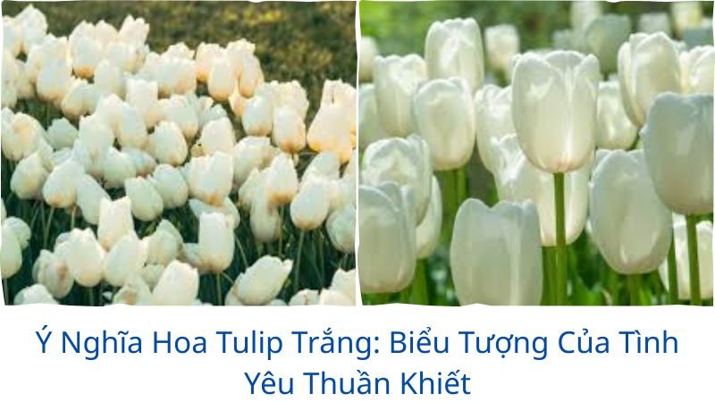 y-nghia-hoa-tulip-trang