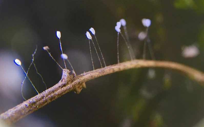 Ý nghĩa hoa ưu đàm là gì?