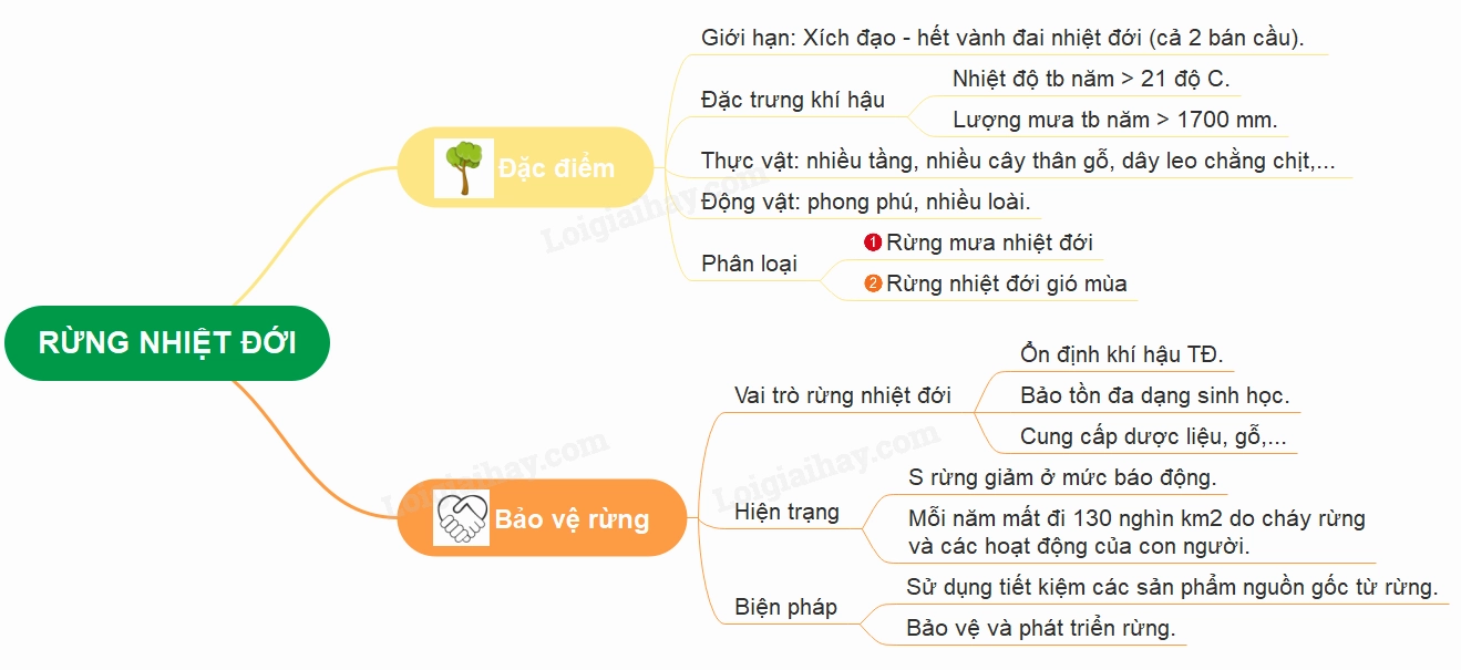 Đa dạng các loài động vật trong rừng nhiệt đới
