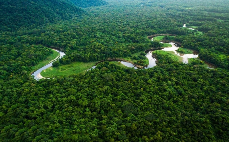 Đa dạng sinh học trong rừng nguyên sinh, nhiều loài thực vật