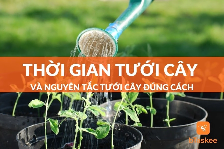 Biểu đồ minh họa thời gian tưới cây tốt nhất trong ngày