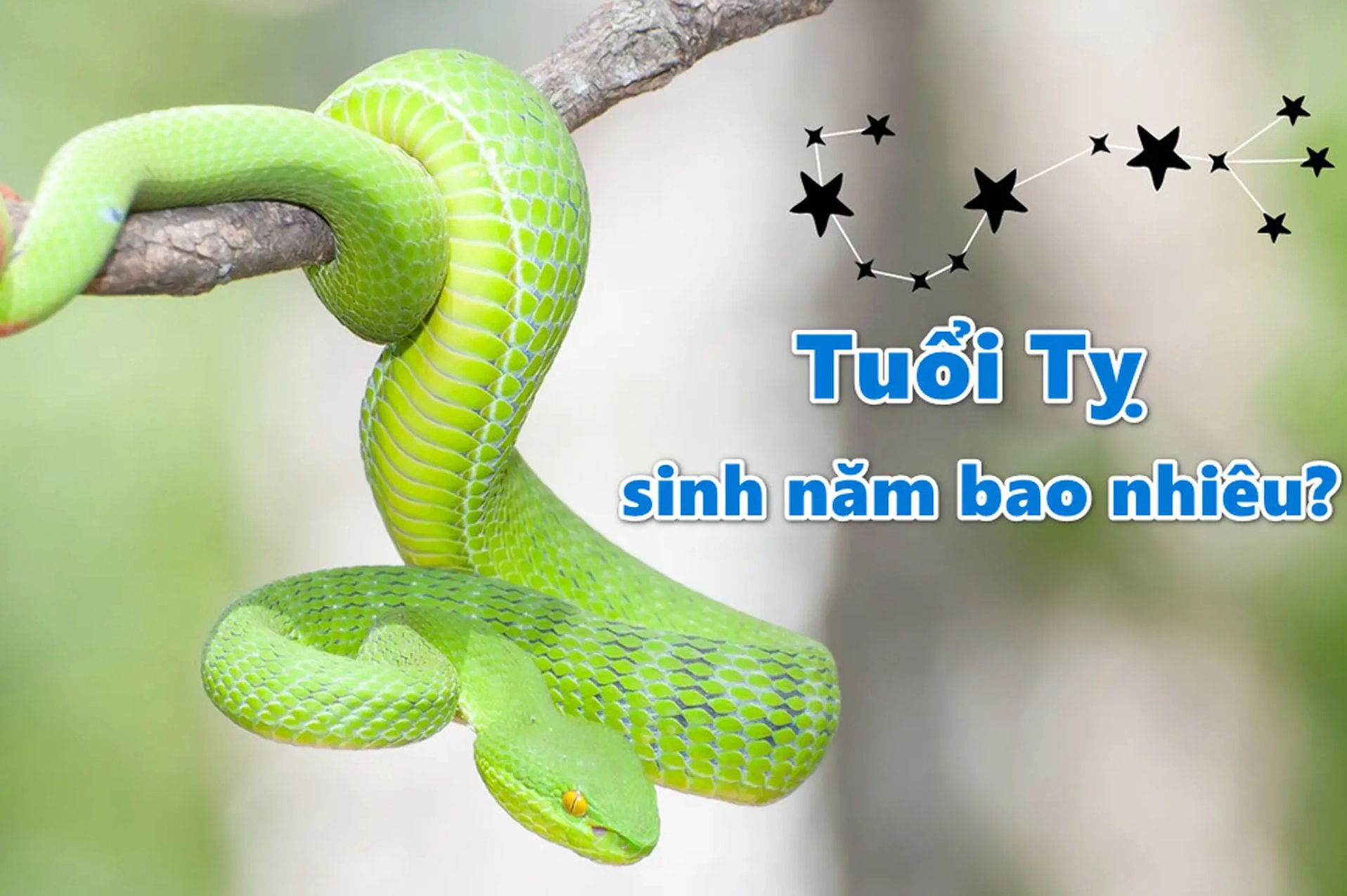 Biểu tượng may mắn cho người tuổi Rắn
