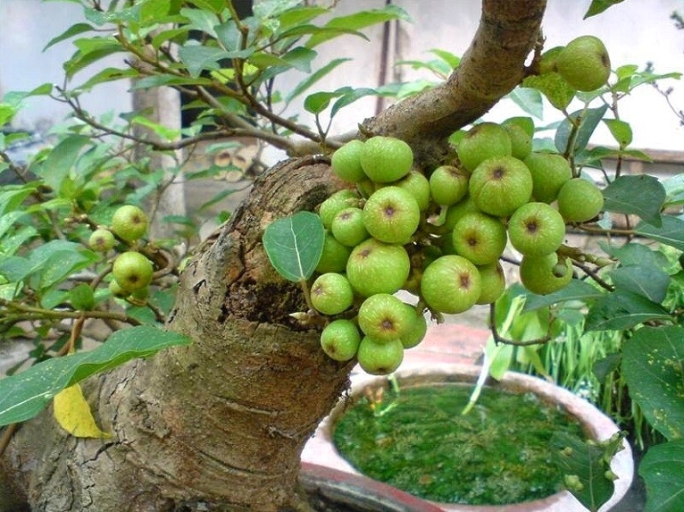 Biểu tượng sung túc trong văn hóa