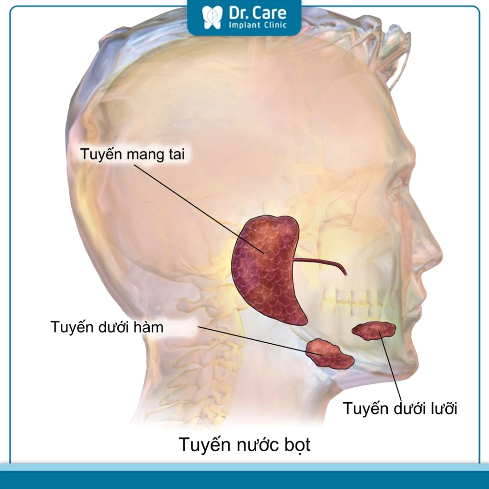 Các tuyến nước bọt chính trong khoang miệng