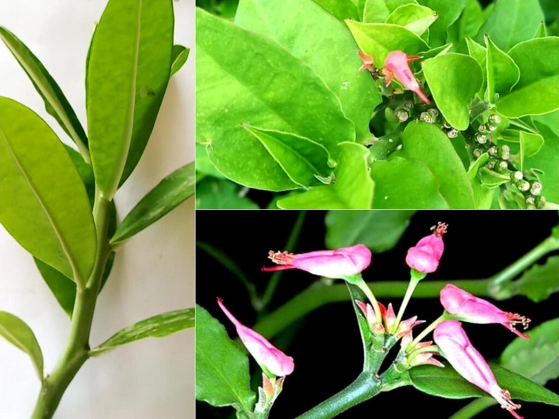 Cận cảnh lá và hoa cây Thạch Anh