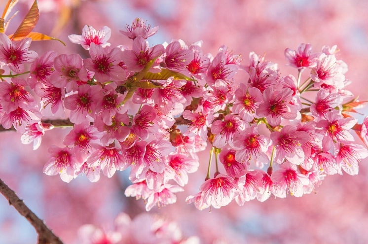 Cánh hoa sakura màu hồng rơi trong gió