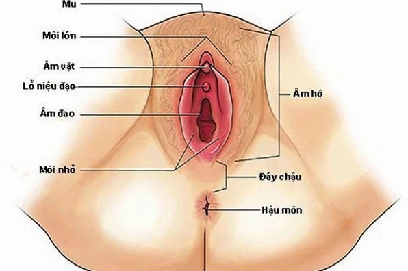 Cấu tạo bên ngoài của âm đạo phụ nữ
