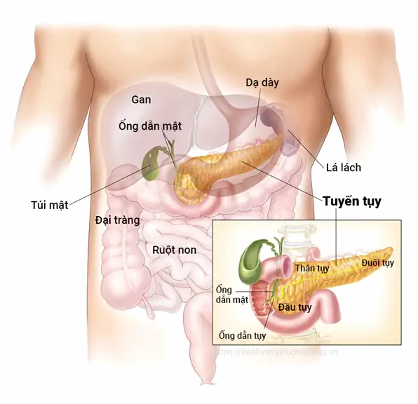 Cấu tạo giải phẫu của tuyến tụy