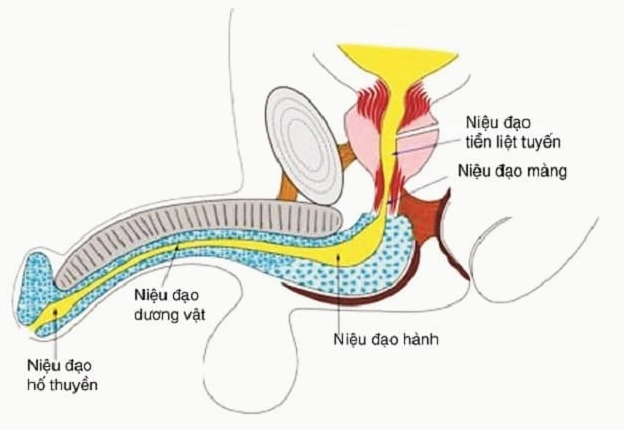 Cấu tạo niệu đạo nam giới