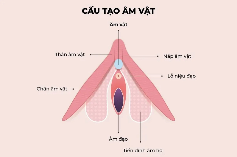 Cấu trúc tuyến vú và vị trí hột le (núm vú)