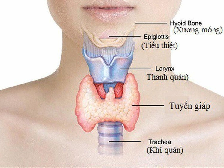 Cấu trúc vi thể của nang tuyến giáp