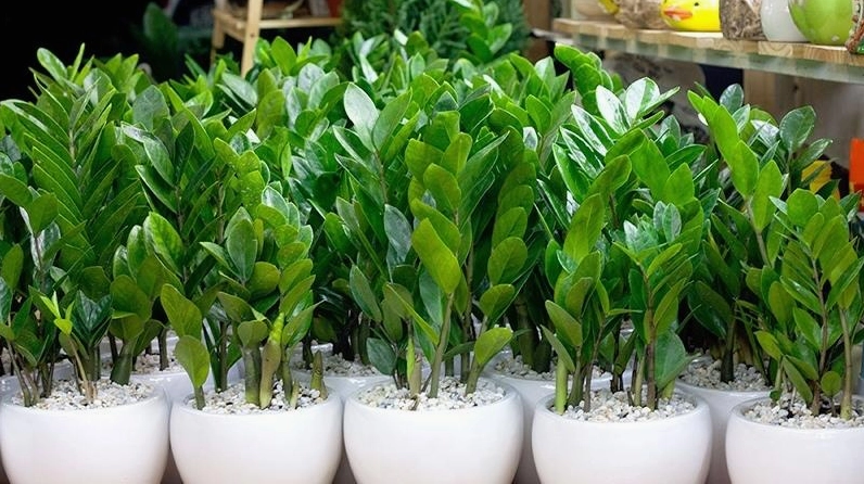 Cây phát lộc để bàn thờ xanh tốt