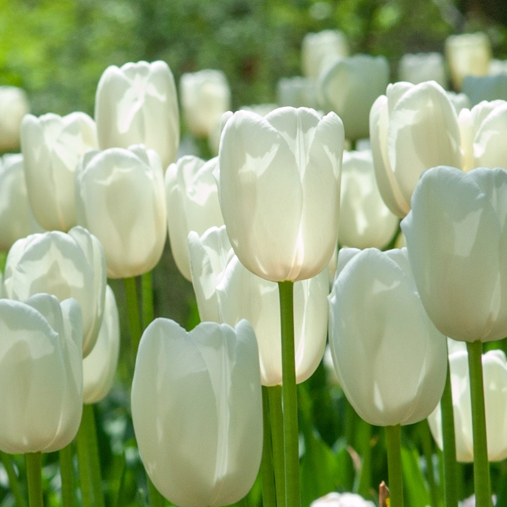 Chậu hoa tulip trắng tinh khôi