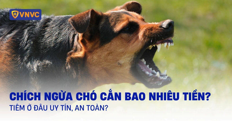Chi phí tiêm phòng chó cắn phụ thuộc nhiều yếu tố
