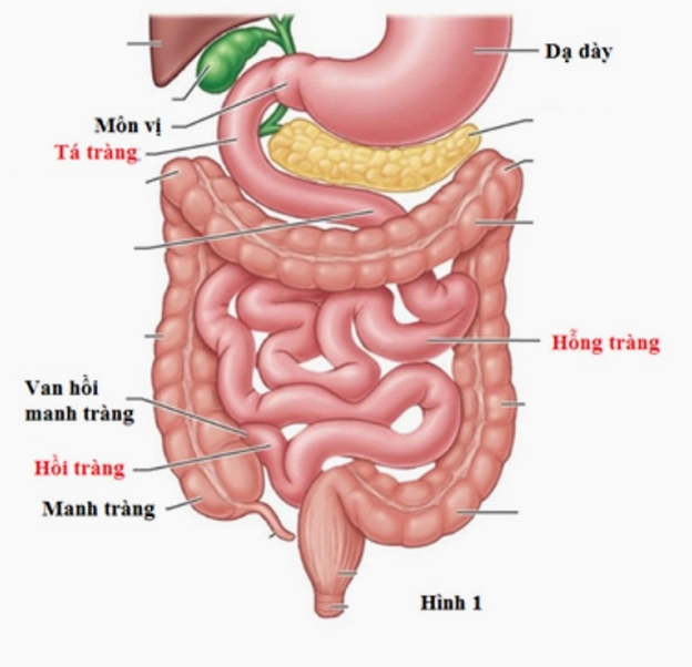 Hình ảnh bác sĩ đang nội soi đại tràng