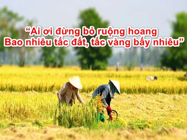 Hình ảnh cánh đồng lúa quê hương thanh bình