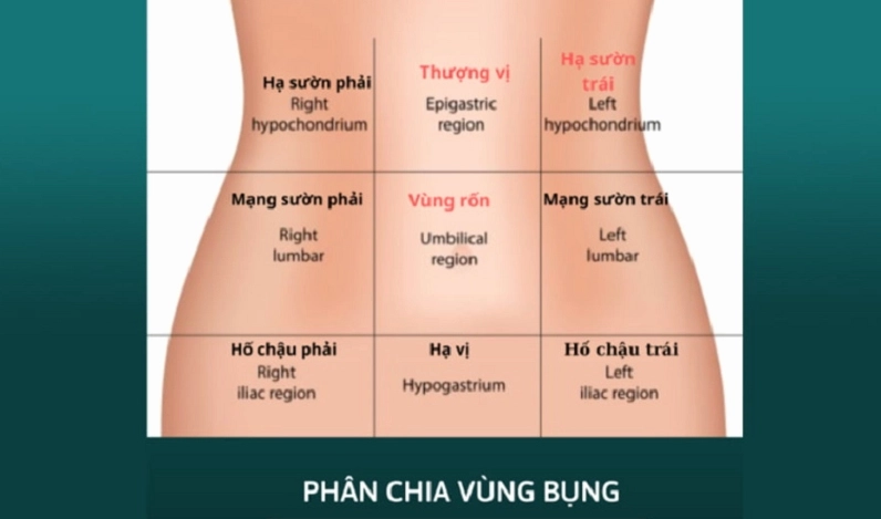 Hình ảnh minh họa các cơ quan nội tạng vùng thượng vị