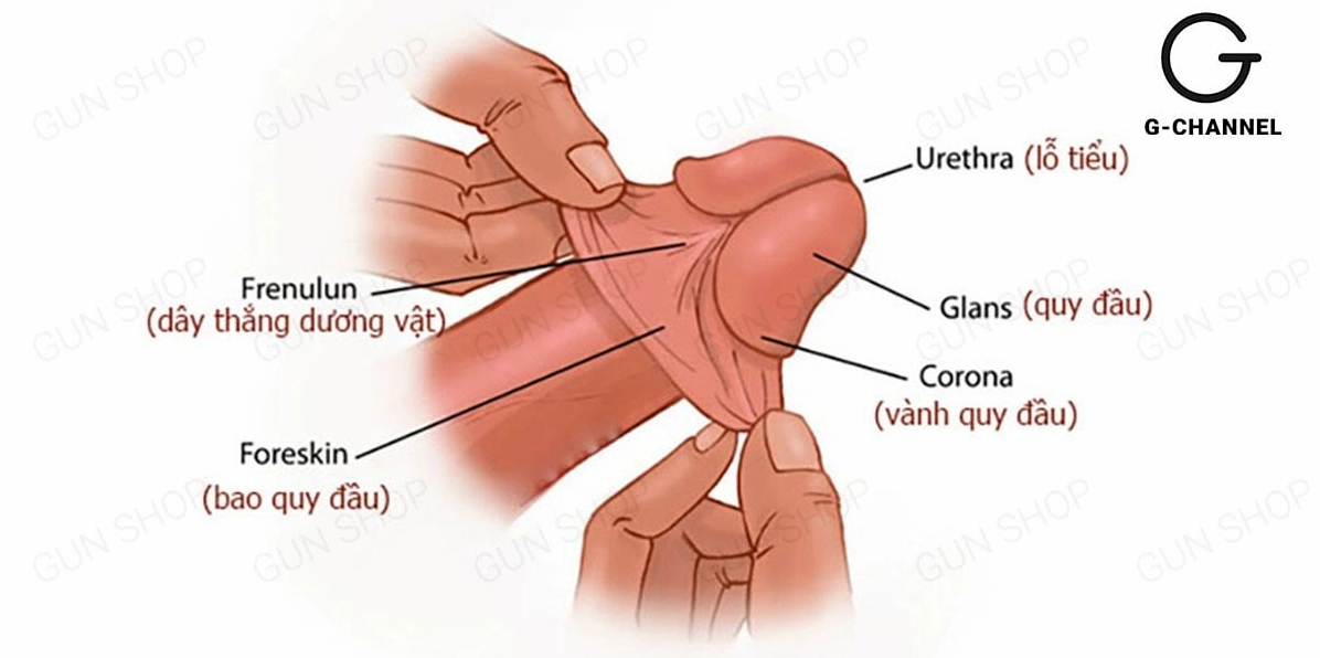 Hình ảnh minh họa cấu tạo đầu khấc
