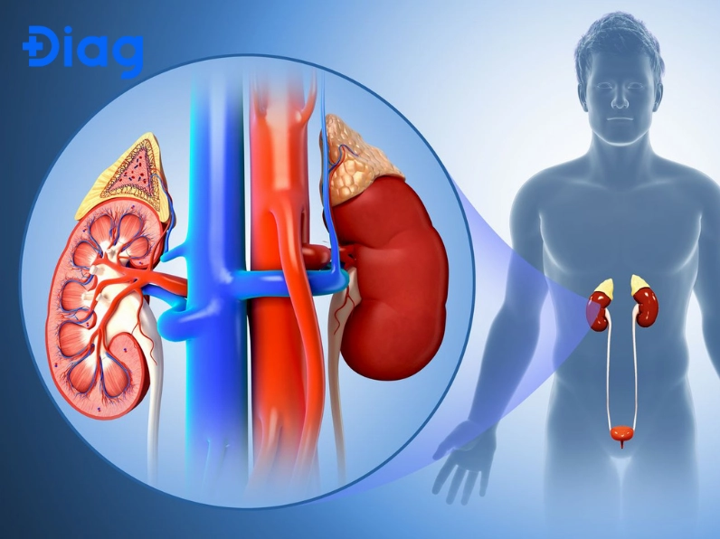 Hình ảnh minh họa cấu tạo và chức năng của thận