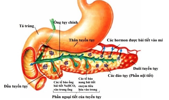 Hình ảnh minh họa cấu tạo và chức năng của tuyến tụy