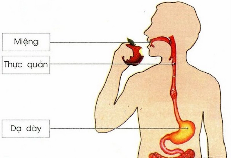 Hình ảnh minh họa cấu trúc mô thực quản