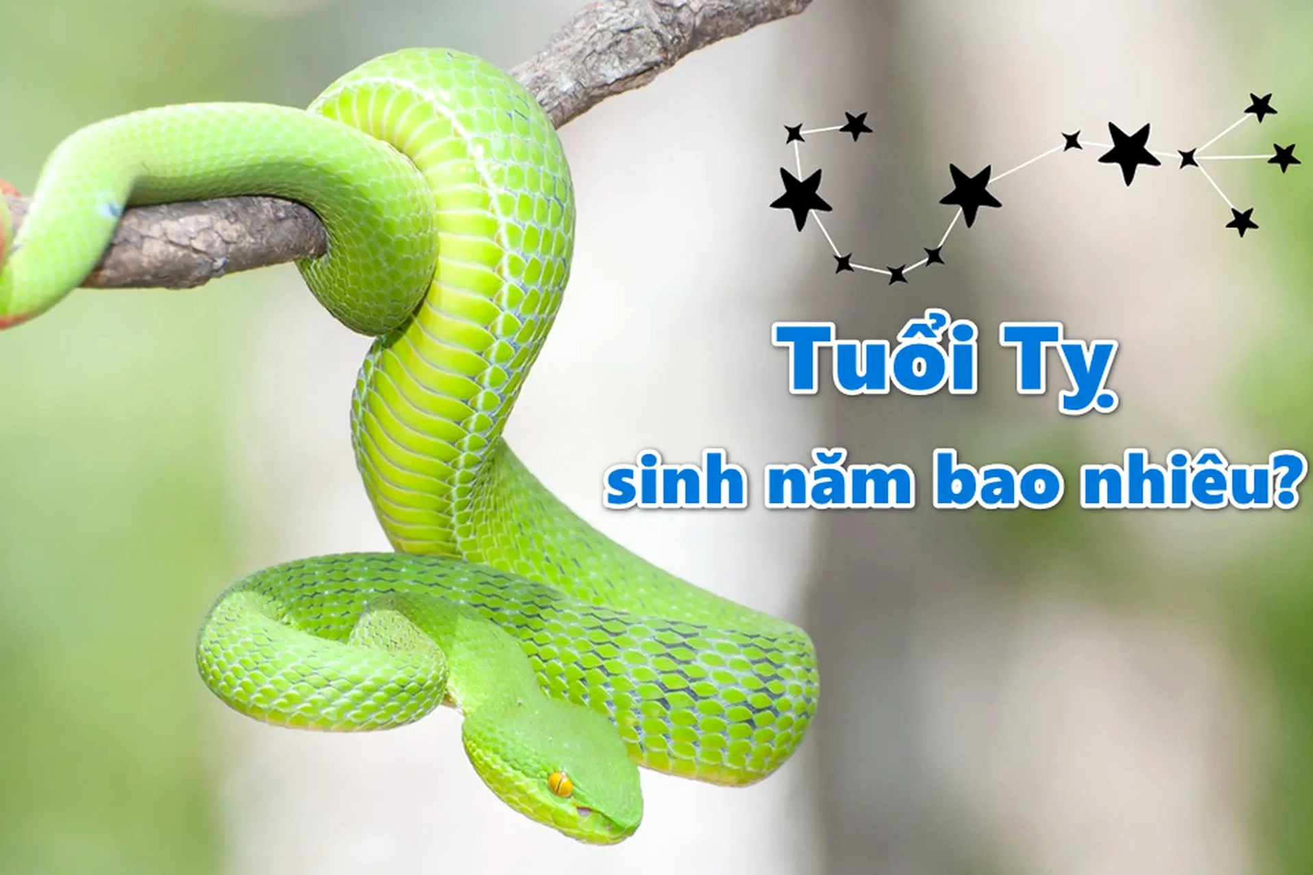 Hình ảnh minh họa người tuổi Tỵ
