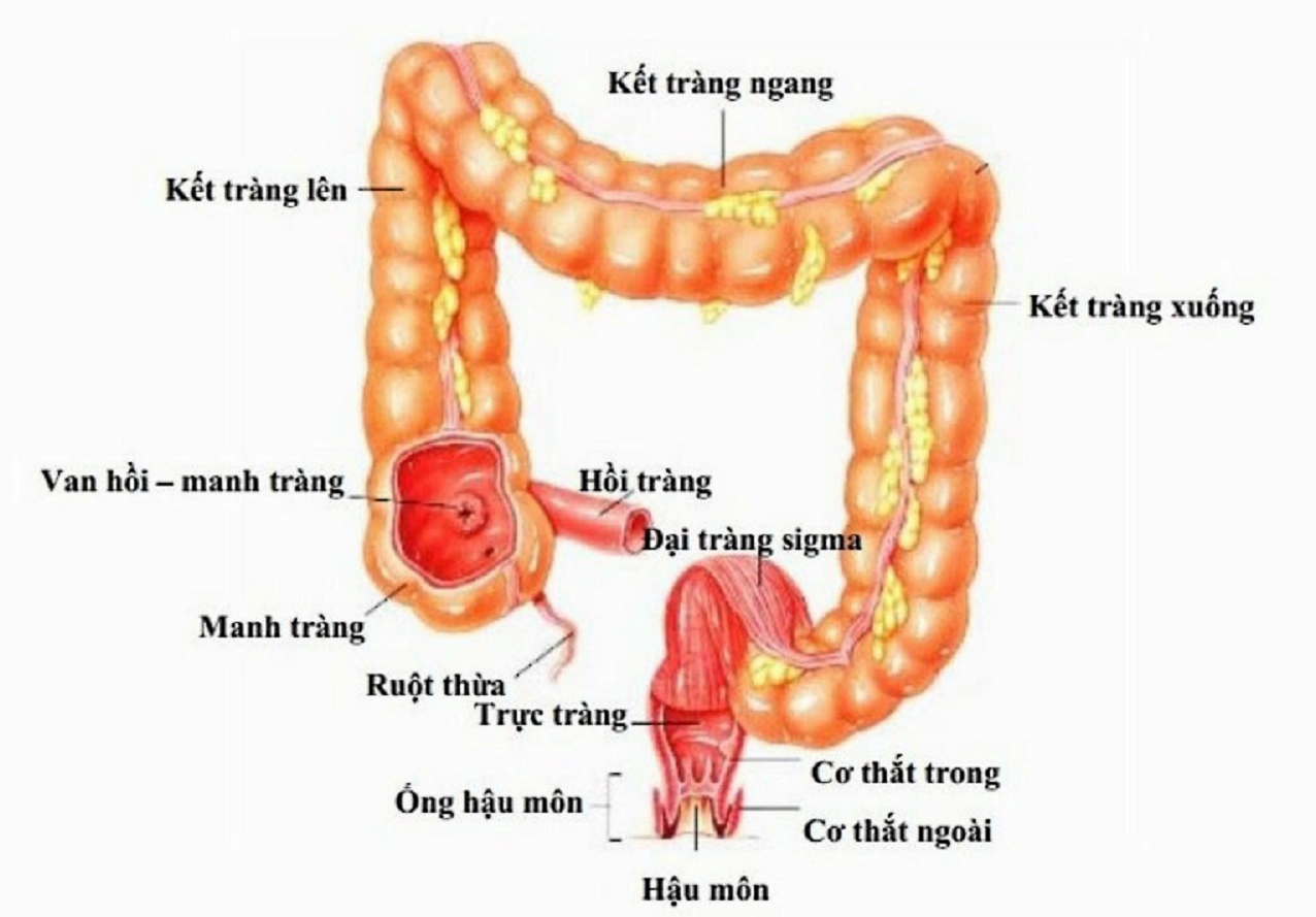 Hình ảnh minh họa thực phẩm tốt cho người bị viêm hồi tràng