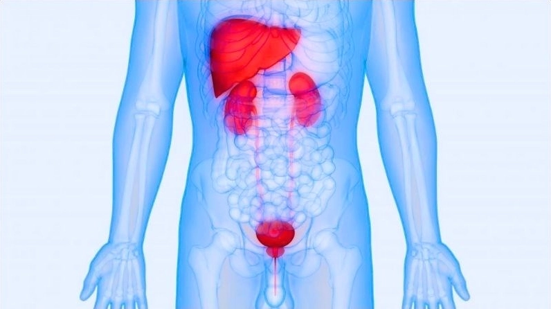 Hình ảnh minh họa vị trí của thận trong cơ thể người