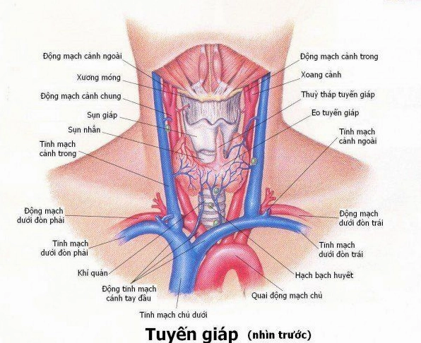 Hình ảnh minh họa vị trí tuyến giáp
