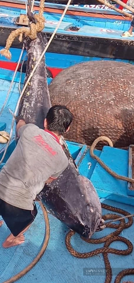Hình ảnh một con cá lớn được cho là có liên quan đến tên gọi ngạc ngư, với kích thước ấn tượng