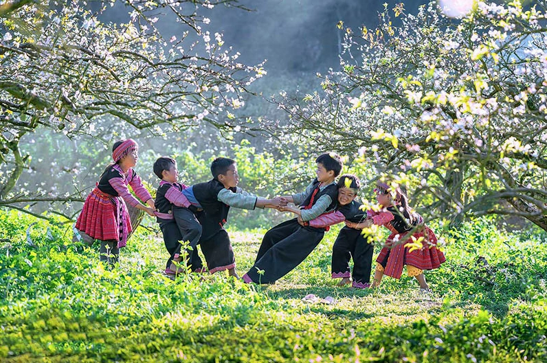 Hoa mận trắng Mộc Châu mùa xuân