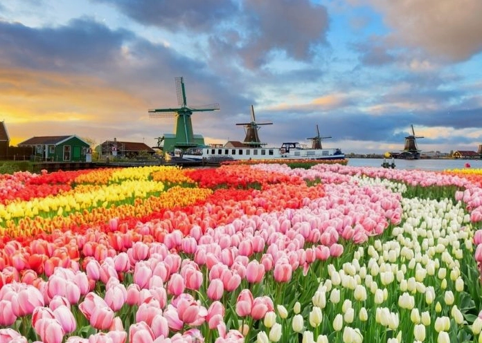 Hoa tulip nở rộ trên cánh đồng