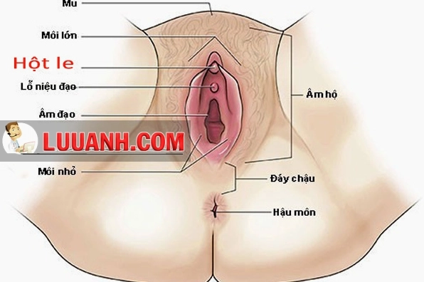 hot-le-nam-o-au-giai-ap-thac-mac-chi-tiet-va-cap-nhat-2026_714