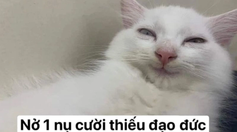 Meme mèo với biểu cảm cười biến thái