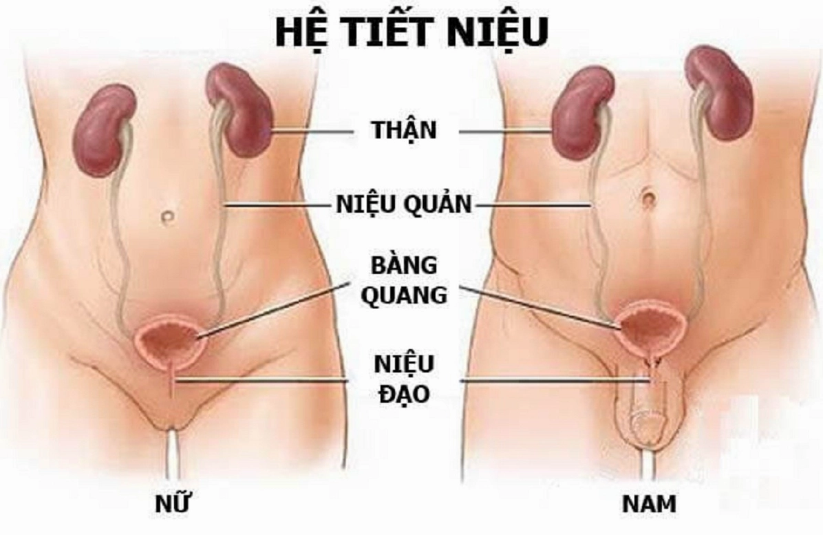 Minh họa chức năng niệu đạo