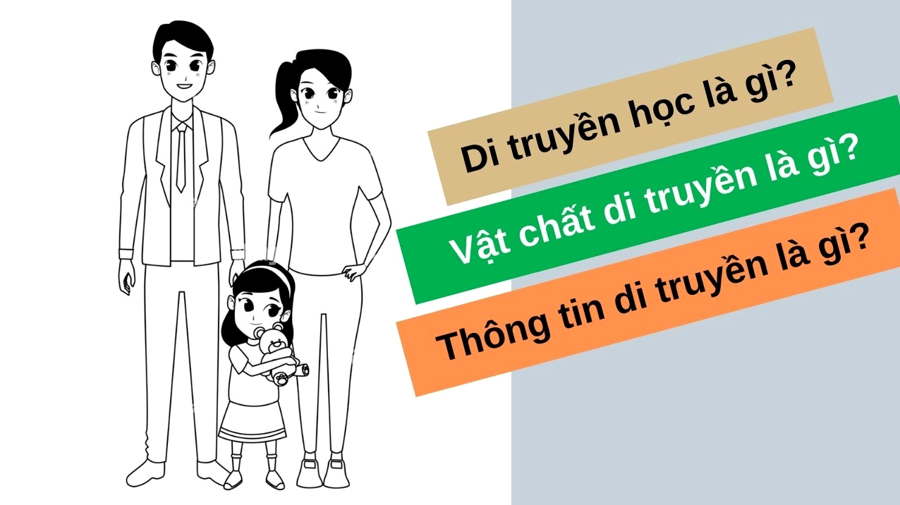 Minh họa quá trình phân chia tế bào và di truyền