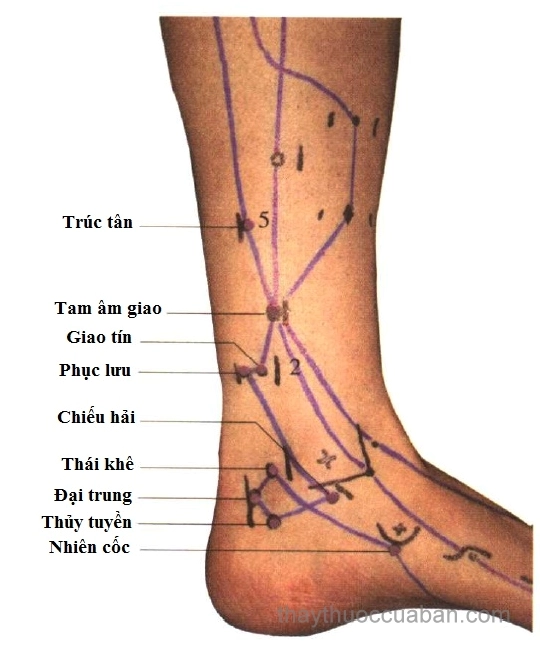 Minh họa vị trí huyệt Thái Khê và các huyệt lân cận