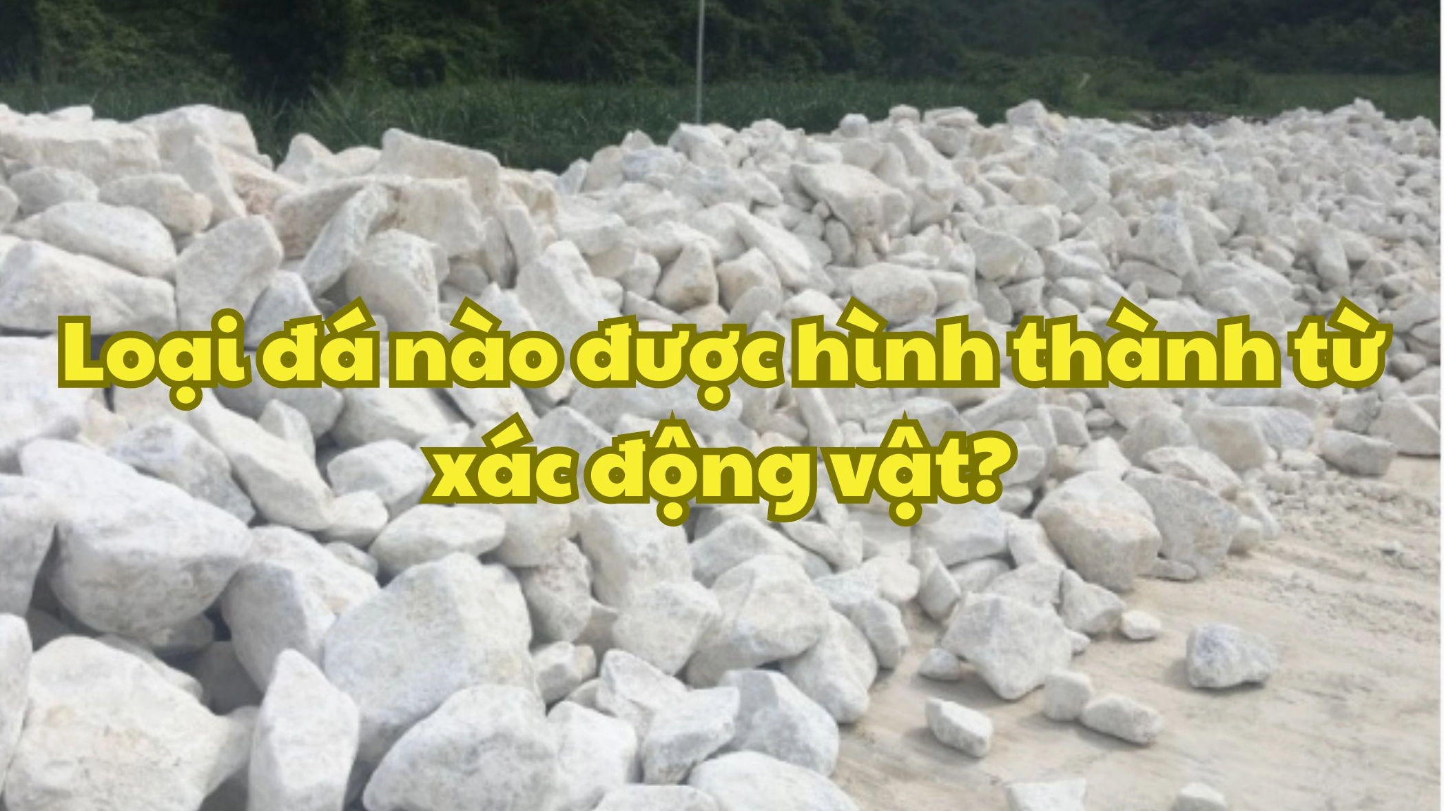 Mô hình phục dựng sinh vật cổ đại từ hóa thạch trong đá Tuff