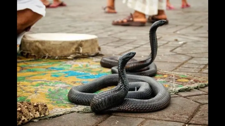Mơ thấy rắn hổ mang màu đen