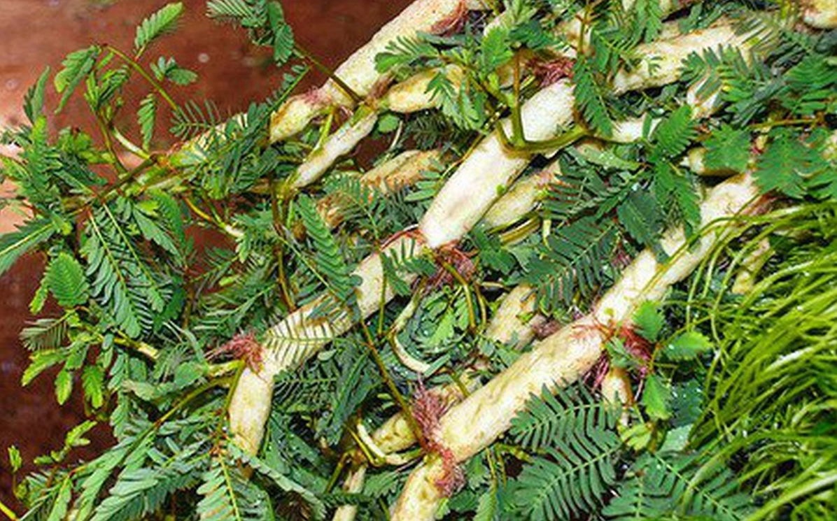 Một đĩa rau nhút luộc hấp dẫn