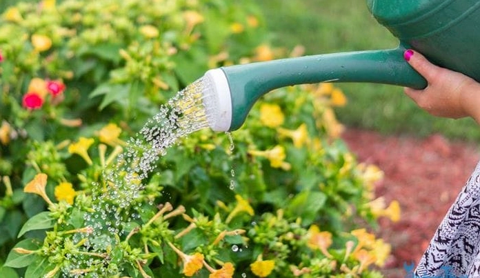 Một người đang tưới cây cảnh trong vườn vào buổi sáng sớm