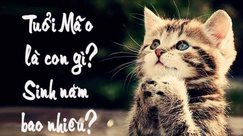 Người tuổi Mão với biểu tượng con mèo