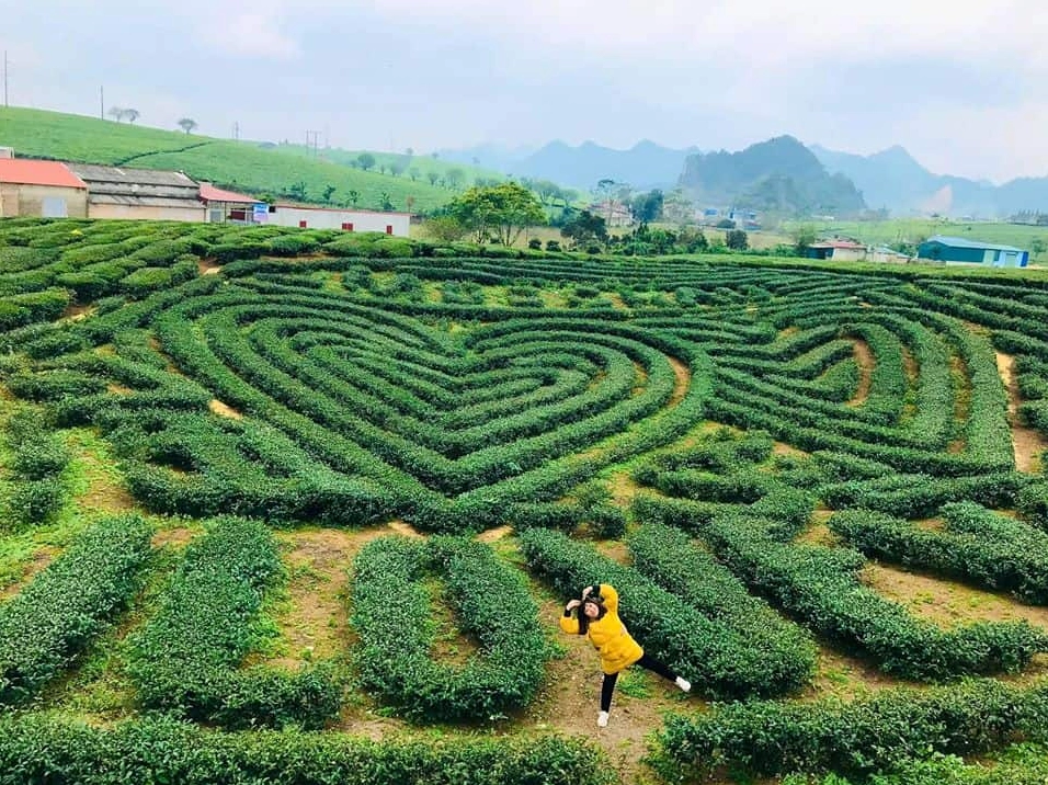 Đồi chè xanh mướt tại Mộc Châu