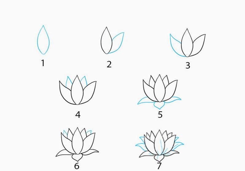 Phác thảo hình khối cơ bản cho bông hoa sen