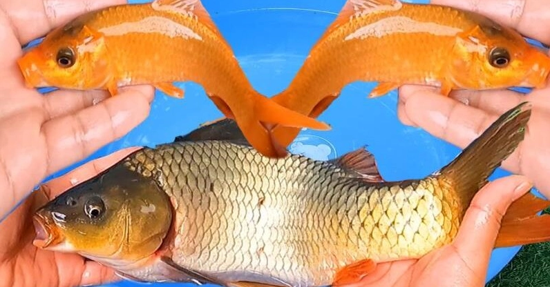 Phong thủy cá đẹp có ý nghĩa gì?
