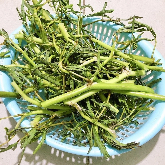 Rau nhút tươi xanh mọc dưới nước