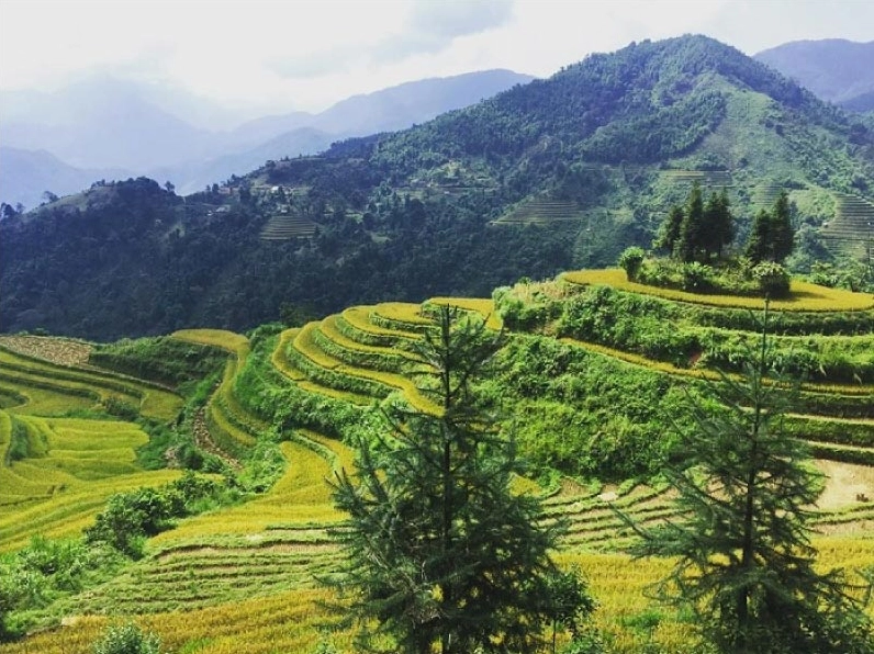 Ruộng bậc thang Si Ma Cai mùa lúa chín